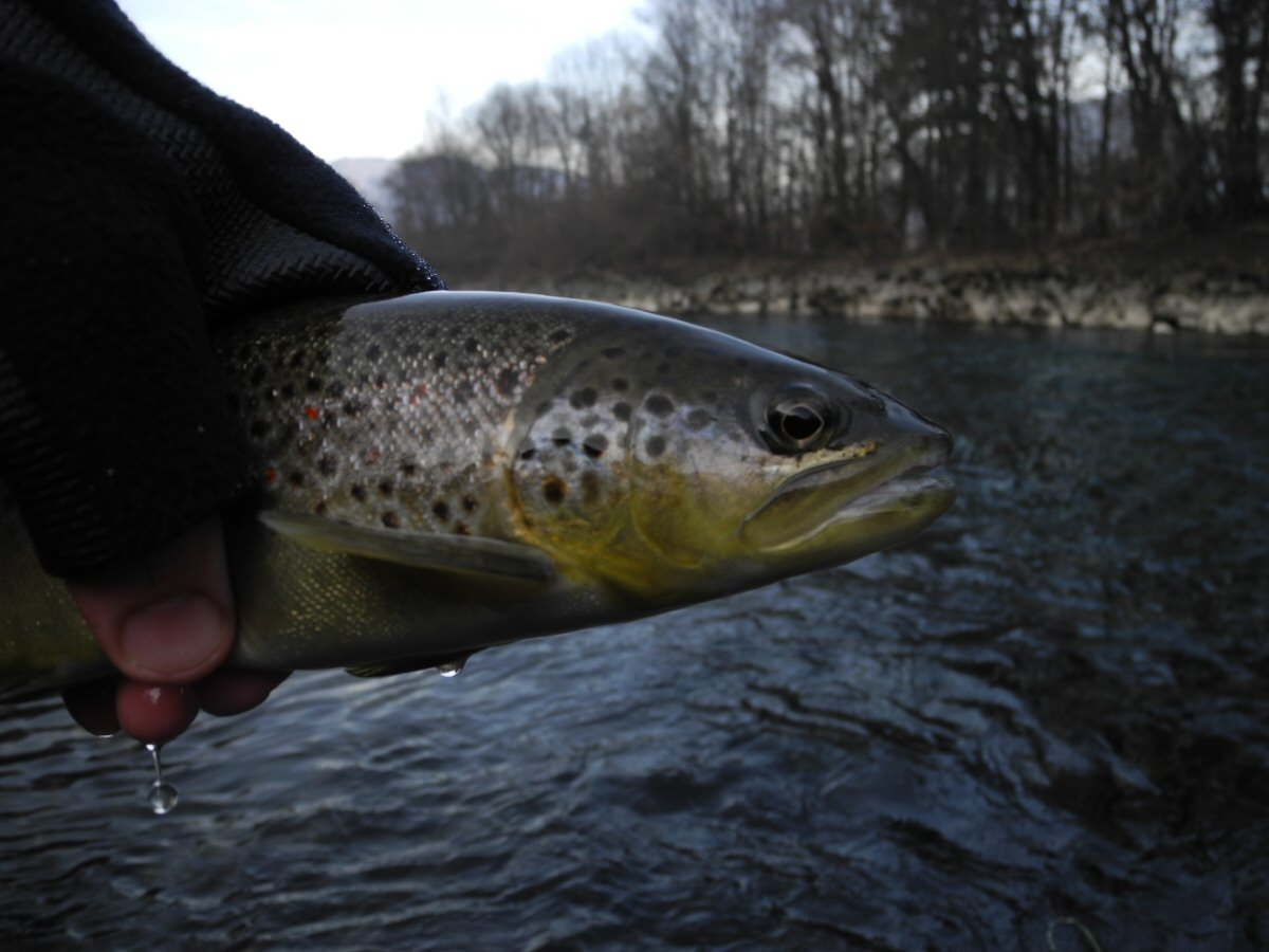 Brown Trout caught on a streamer