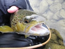 Big Brown caught on small jig nymph