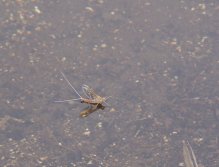 Mayflies everywhere