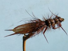 Adult Stone Fly (rokafly)