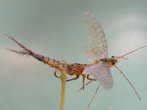 Borning Danica (rokafly)