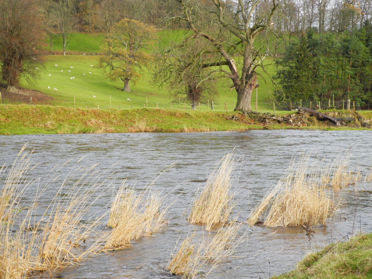 Nice grayling stretch