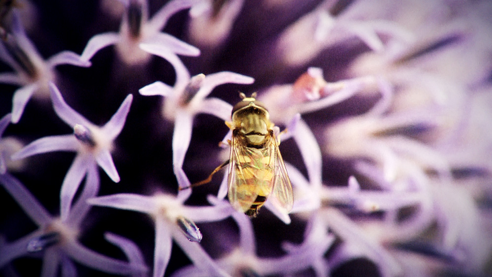 Hover Fly