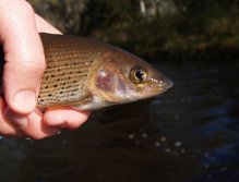 Lady of the stream - portrait