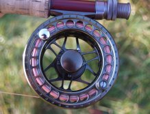 Pink is the right colour for grayling...