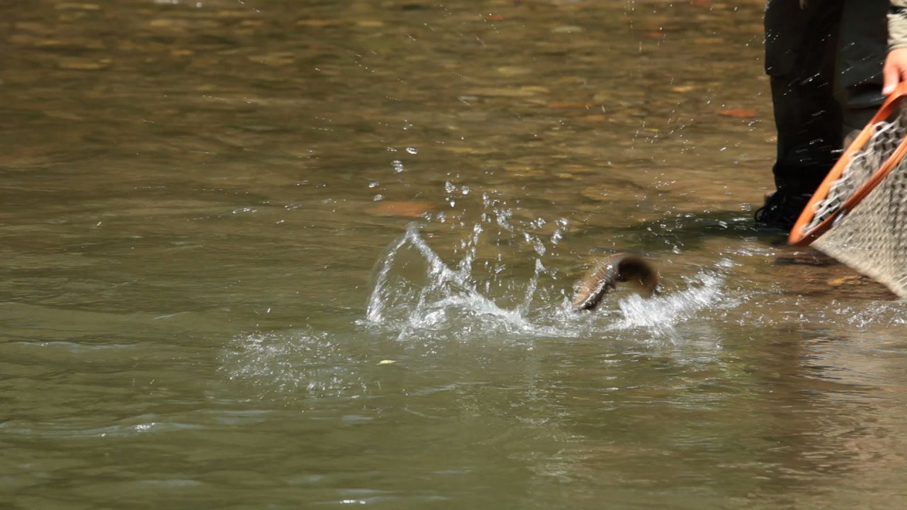 Fish landing tactics can be key. With a ton of fish hooked, a ton of visualizations of landing tactics are also reviewed