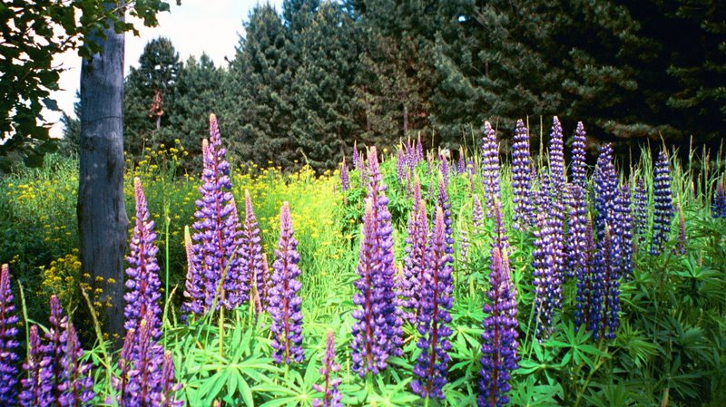 Picture of Lupins because the fish were camera shy