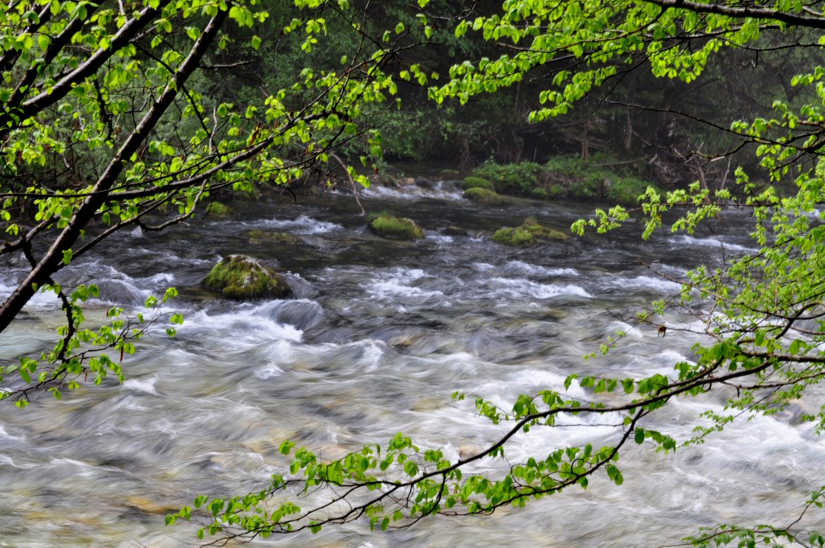 Fly Fishing, Radovna River, Slovenia