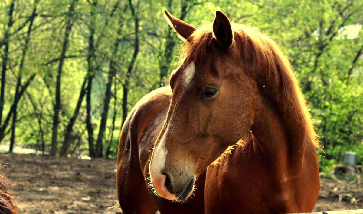 Fly Fishing, Radovna River, Slovenia