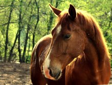 Fly Fishing, Radovna River, Slovenia