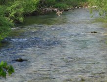 Fly Fishing, Radovna River, Slovenia