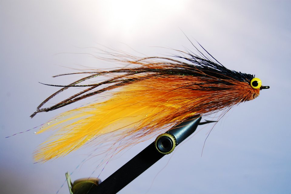 The classic model for Golden Dorados