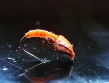 Caddis Pupa V.