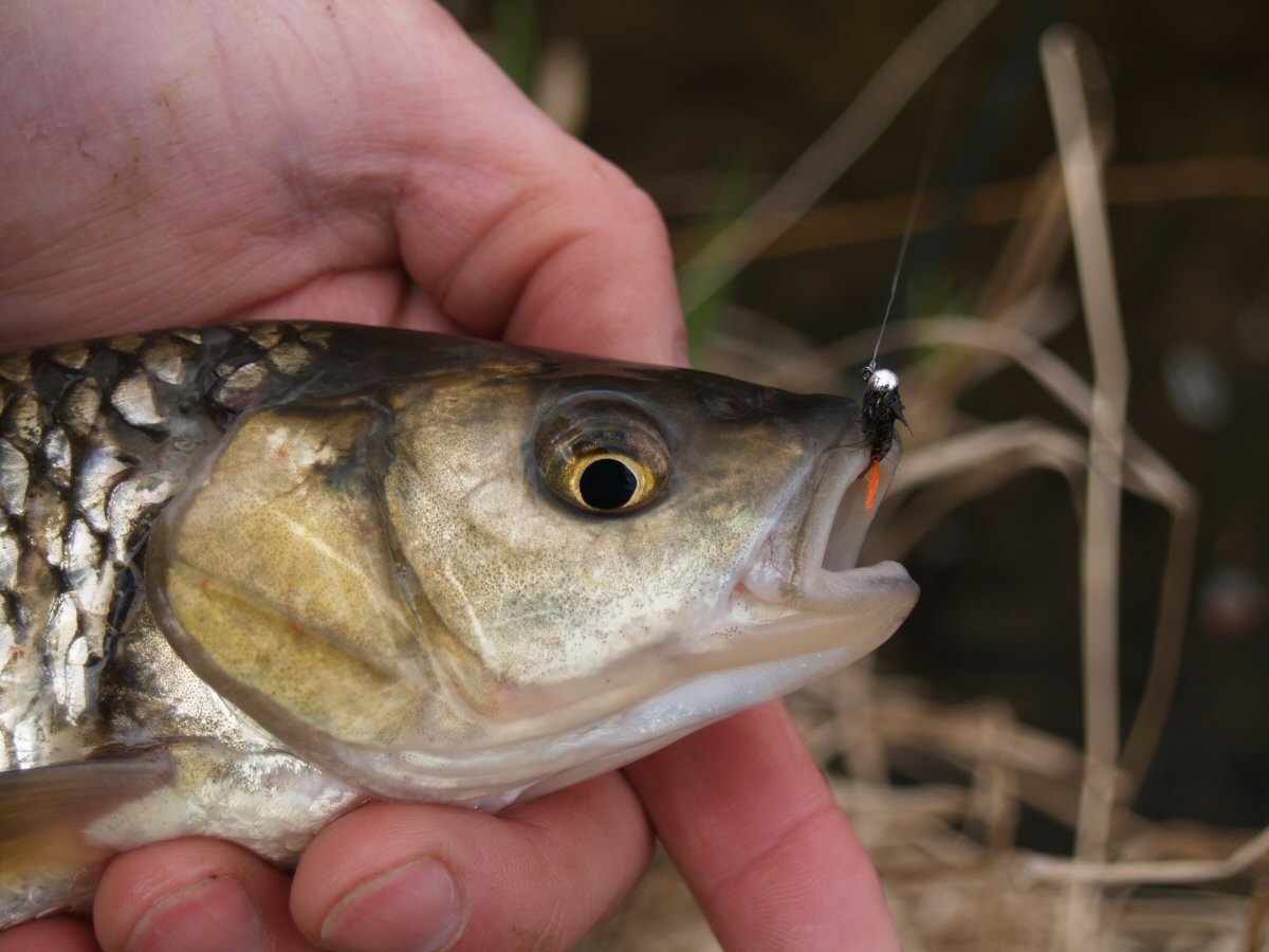 Chub and the right fly