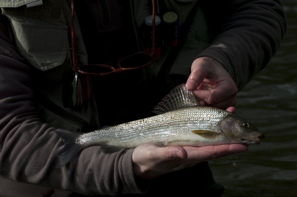 Nice English Grayling taken on a cased caddis.