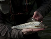 Nice English Grayling taken on a cased caddis.