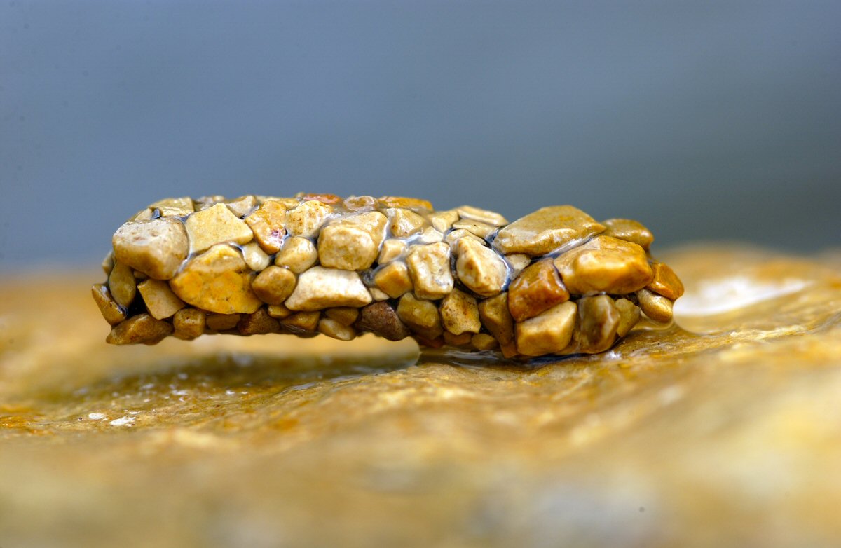 Cadded caddis housing. A work of art�