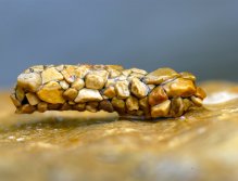 Cadded caddis housing. A work of art…