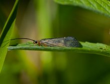 Adult tan caddis.