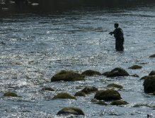 Shallow nymphing techniques in the tail of a nice run.