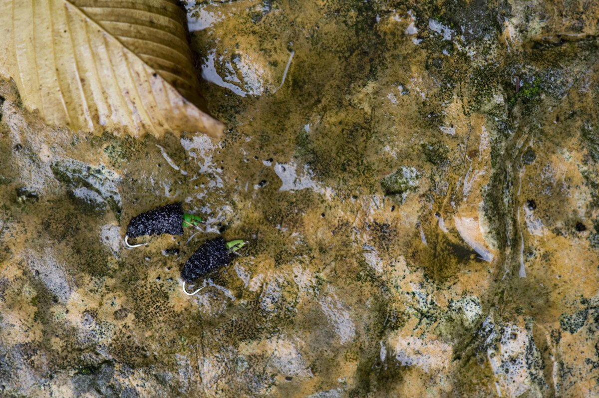 A pair of Steve Thornton�s Cased Caddis tied with Caddis Green Nymph Skin.