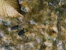 A pair of Steve Thornton’s Cased Caddis tied with Caddis Green Nymph Skin.