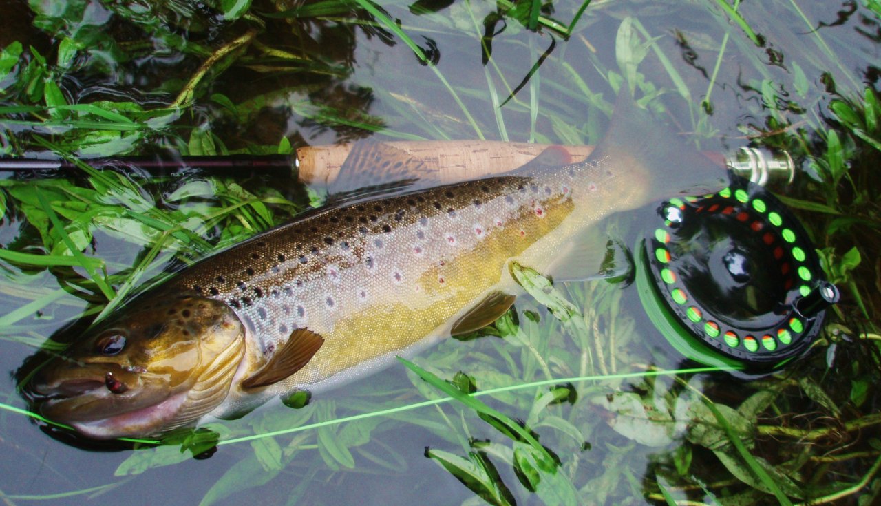 Brown Trout
