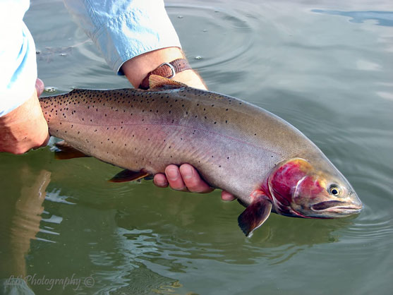 Red Cheek Rainbow,  Fall Rainbow Hybrid from Henrys Lake in Island Park, Idaho, These big Hybrids are fun to catch and will run out some line!