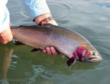 Red Cheek Rainbow, Fall Rainbow Hybrid from Henrys Lake in Island Park, Idaho, These big Hybrids are fun to catch and will run out some line!
