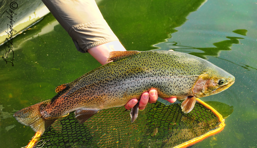 Kamloop Rainbow Trout, Large Rainbow caught during the Damsel Hatch at Sheridan Lake in Island Park, Idaho, If you like site fishing for big fish the Damsel hatch has no equal when Stillwater fly fishing.