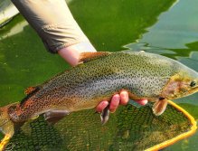 Kamloop Rainbow Trout, Large Rainbow caught during the Damsel Hatch at Sheridan Lake in Island Park, Idaho, If you like site fishing for big fish the Damsel hatch has no equal when Stillwater fly fishing.