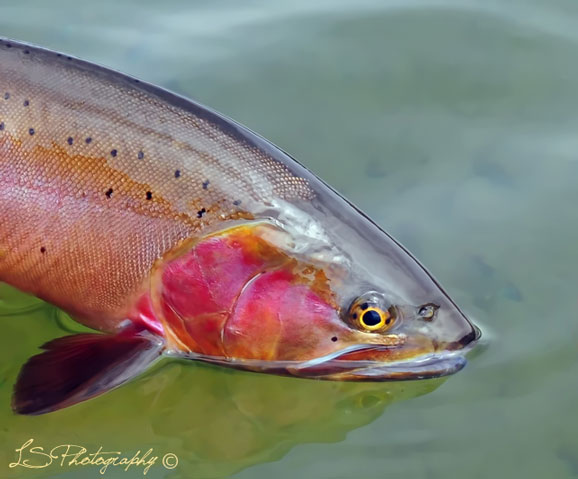 Pretty Boy Cutty, Fall Cutthroat trout from Henrys Lake in Island Park, Idaho, The Cutthroat trout can really get pretty colored in the fall.