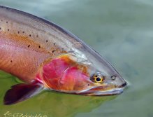 Pretty Boy Cutty, Fall Cutthroat trout from Henrys Lake in Island Park, Idaho, The Cutthroat trout can really get pretty colored in the fall.