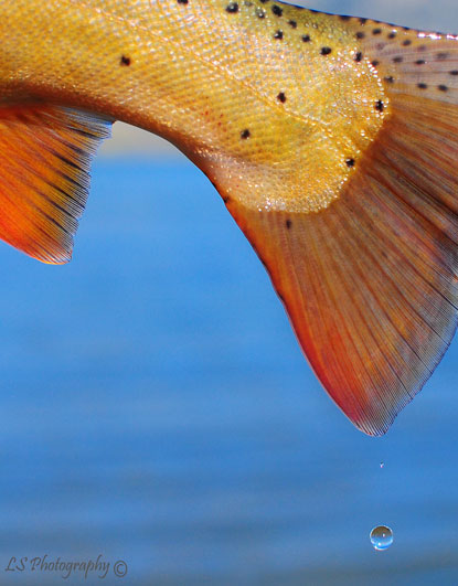 Golden Cutty, Fall Cutthroat trout from Henrys Lake in Island Park, Idaho, The colors abound when fall comes to Henrys Lake Idaho with leaves and fish turning a golden color.