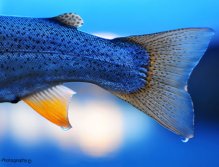 Rainbow Trout, A late evening Rainbow at Delaney Butte Lakes in Walden, Colorado, The Delaney Buttes lakes hold some very nice fish and a lot of variety with Rainbows, Cutthroat and Brown Trout.