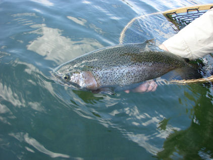 Summer Rainbow,  Kamloop Rainbow from Sheridan Lake in Island Park, Idaho, During the summer months you can site fish for big cruising Rainbows.