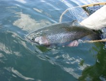 Summer Rainbow, Kamloop Rainbow from Sheridan Lake in Island Park, Idaho, During the summer months you can site fish for big cruising Rainbows.