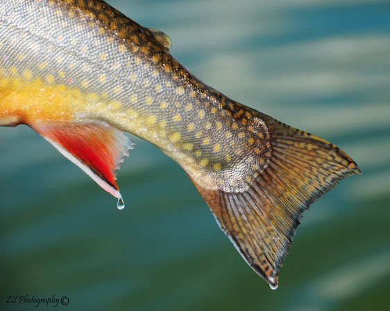 Brook Trout, Nice colored Brook Trout from Henrys Lake in Island Park, Idaho, Henrys Lake has a great population of Brook Trout and they do grow some size up to 7lbs.