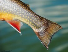 Brook Trout, Nice colored Brook Trout from Henrys Lake in Island Park, Idaho, Henrys Lake has a great population of Brook Trout and they do grow some size up to 7lbs.