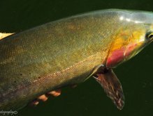 Summer Hybrid, Large Hybrid Rainbow caught by guide Chris Chase from Henrys Lake in Island Park, Idaho, The Henrys Lake hybrids experience rapid grow and get very large.