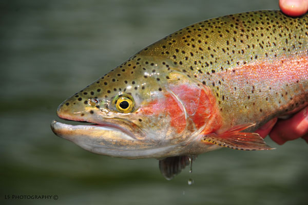 Rainbow Trout, Pretty Rainbow from Sheridan Lake in Island Park, Idaho, Casting to cruising gulpers with Callibaetis and grasshoppers can be very rewarding.
