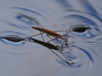 Island Park Idaho and BS Flies