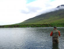 Man those Atlantic salmon love to jump!