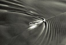 Hitch technique for Atlantic Salmon. Gallery