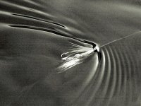 Hitch technique for Atlantic Salmon