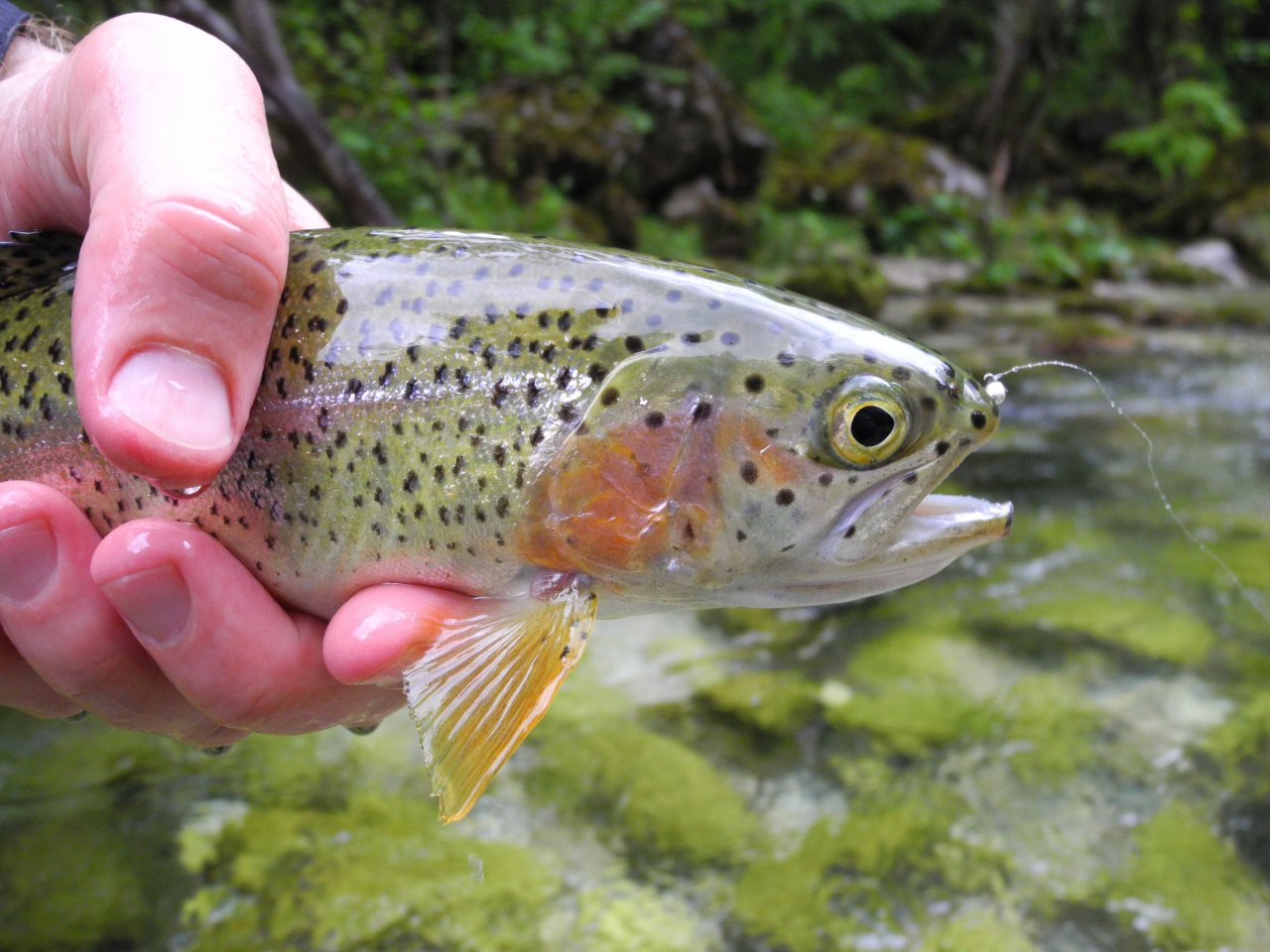 Trebu��ica rainbow