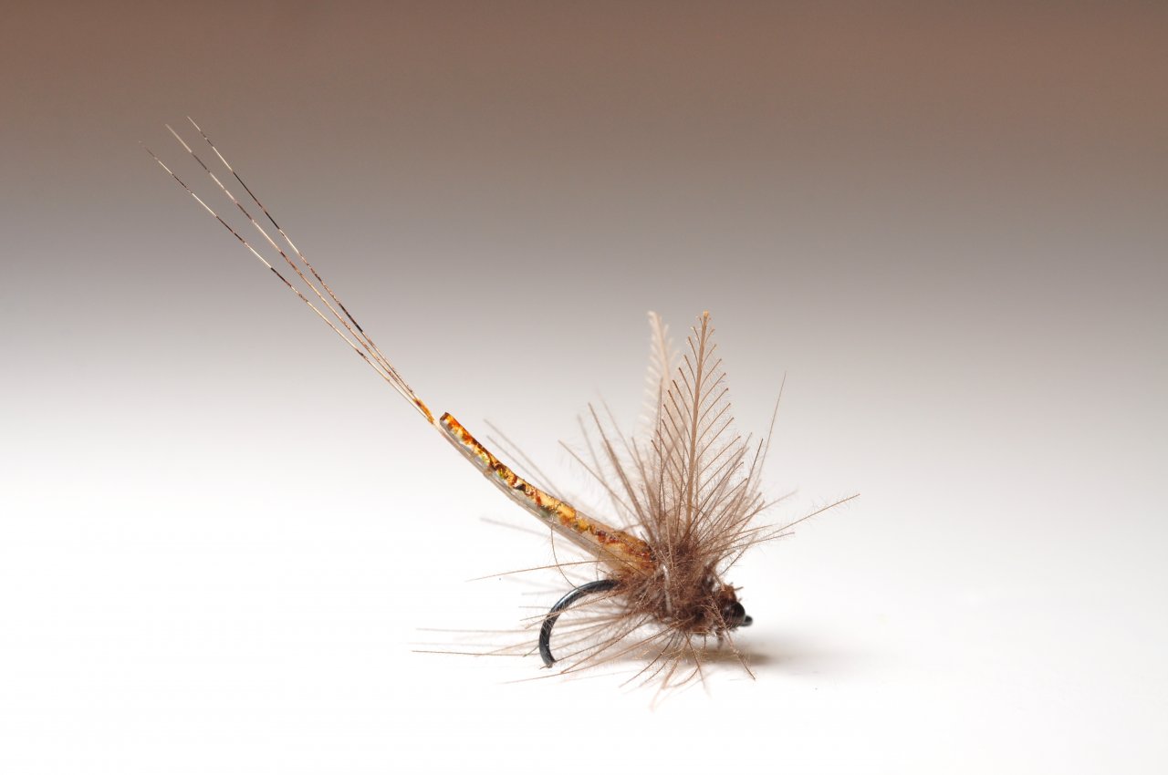 Prosojna - transparent