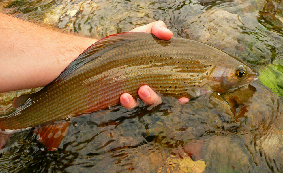 Beautiful Grayling from Unica