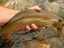 Beautiful Grayling from Unica