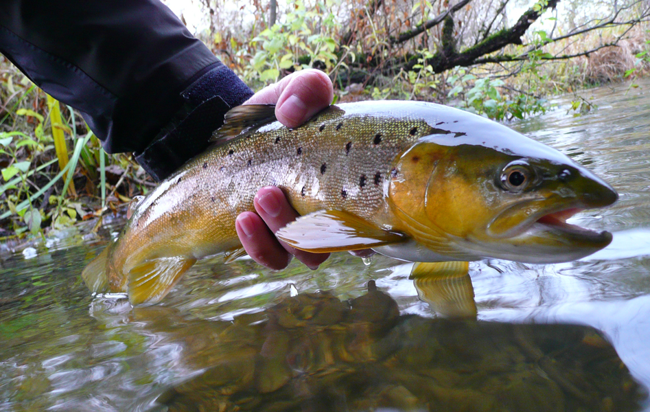 Brown Trout from Unica